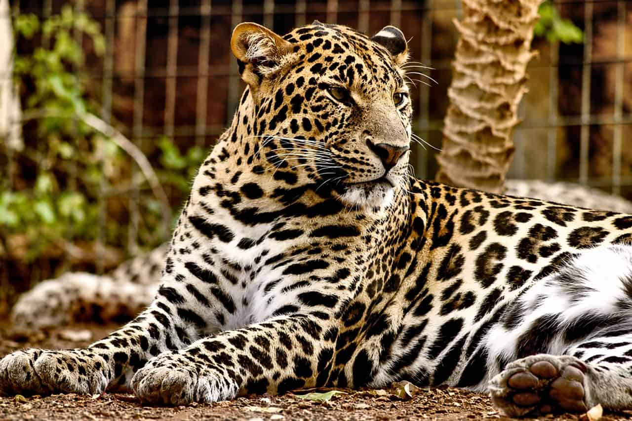 Leopard resting at Jungle Park Tenerife