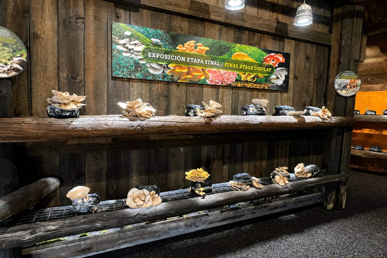 Educational mushroom display inside Jungle Park Tenerife