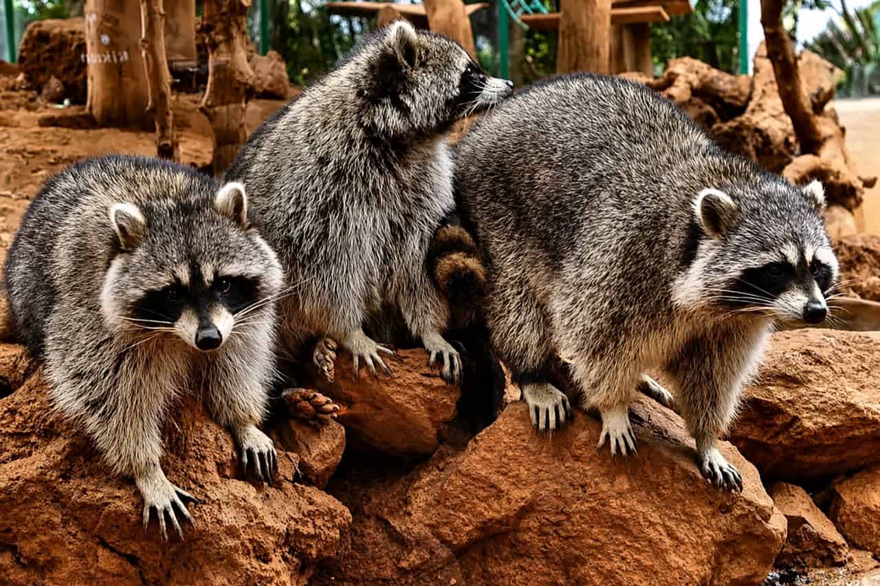 Raccoons standing on rocks in their enclosure at Jungle Park Tenerife