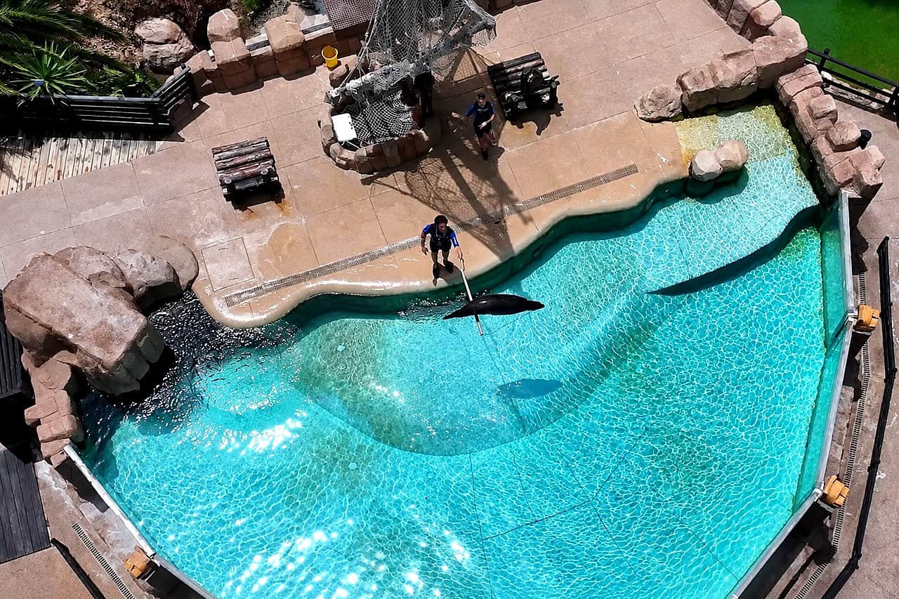 Sea lion pool at Jungle Park Tenerife seen from above with a trainer