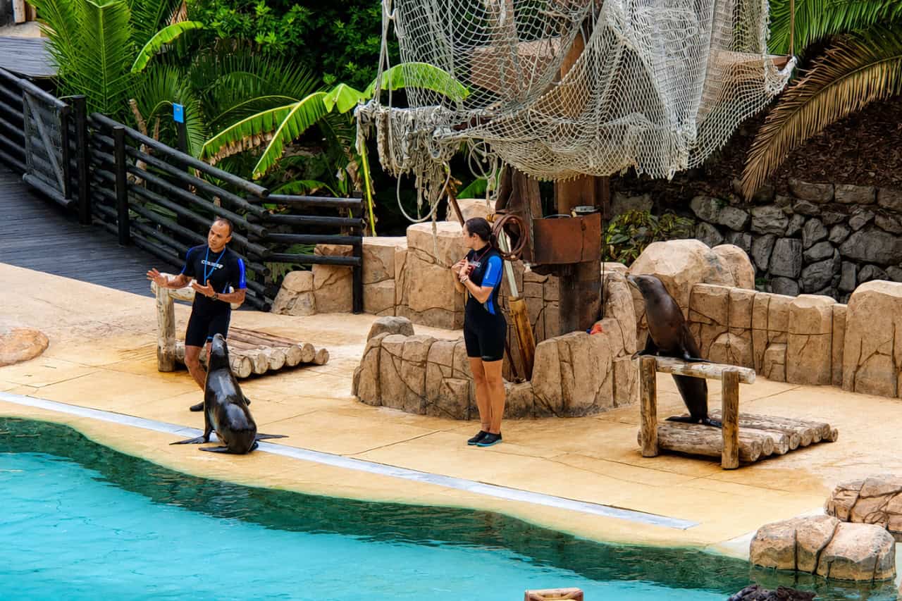 Sea lion show at Jungle Park Tenerife with trainers beside the pool