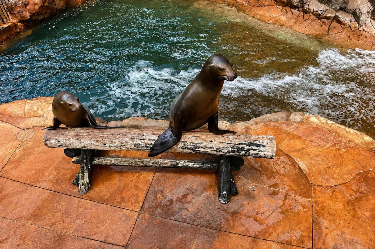 Two sea lions sitting on a bench before the show at Jungle Park