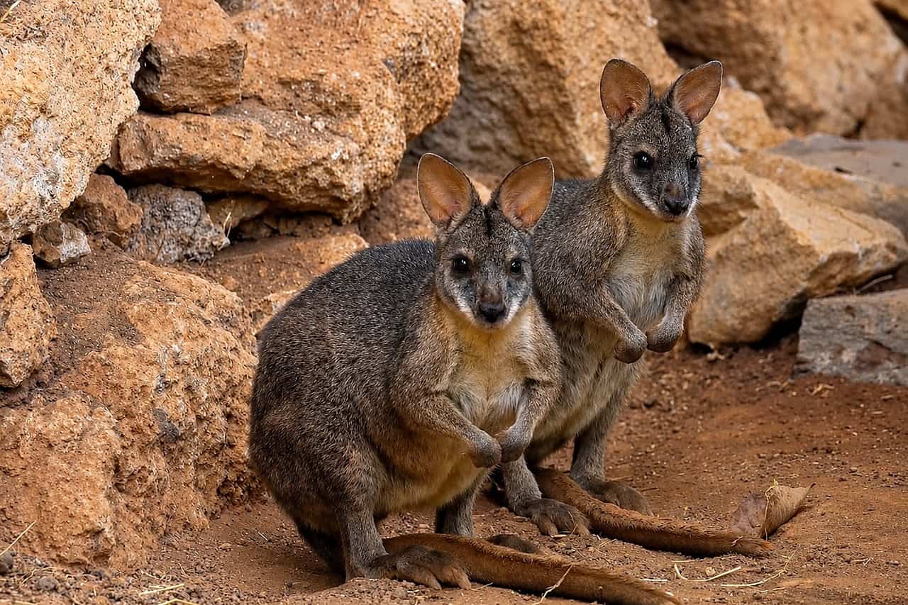 Two wallabies sitting between volcanic rocks at Jungle Park Tenerife