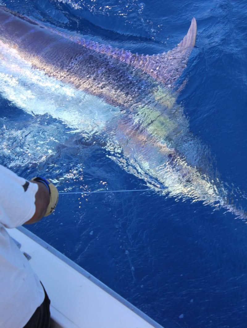 Marlin beside the boat during a private fishing charter in Gran Canaria for big game fishing lovers