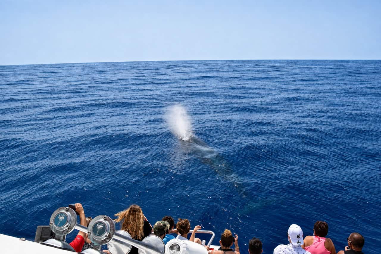 A whale surfacing and blowing on the calm ocean while guests look on, during dolphin and whale watching in Gran Canaria.