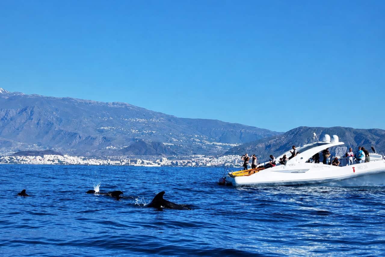 Grindwalvissen die tijdens een walvissafari op Tenerife in de buurt van een boot zwemmen, foto uit Puerto Colón.