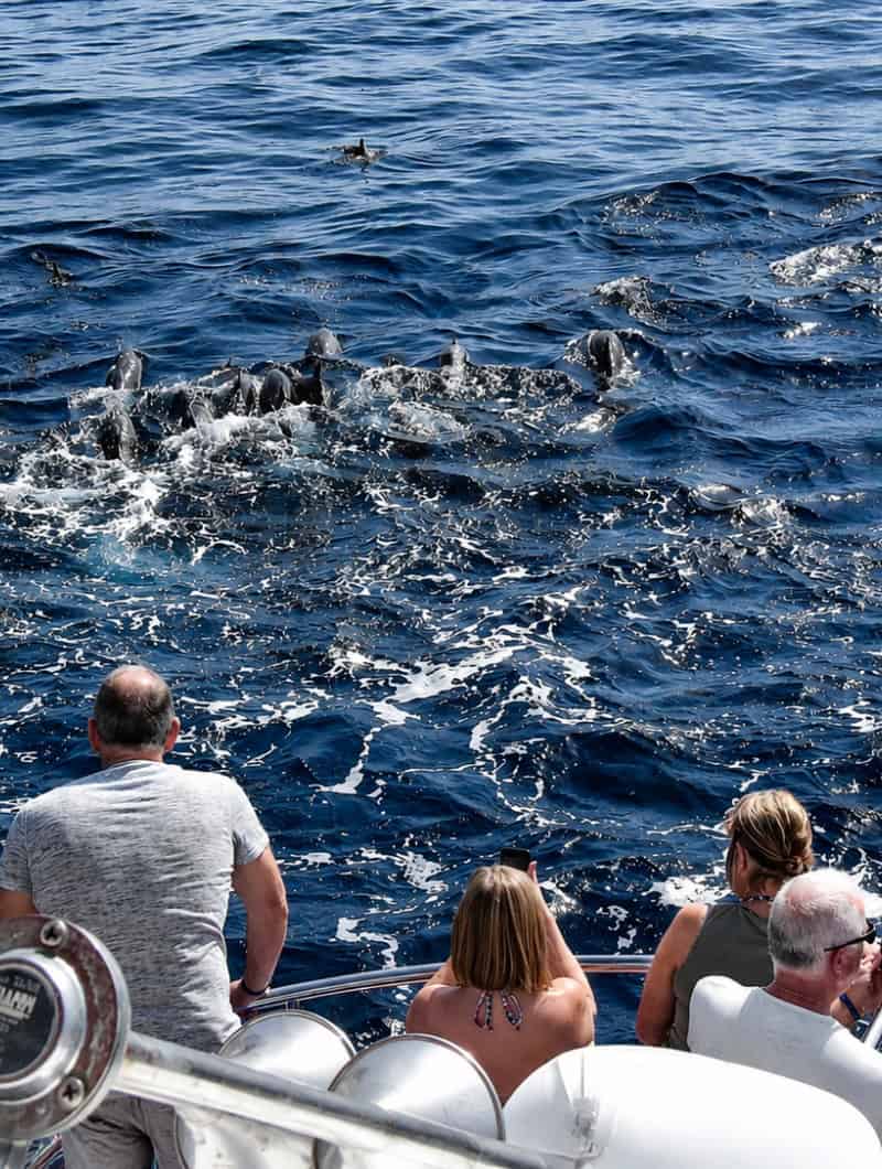 A pod of pilot whales surfacing together close to the boat, on a whale watching trip in Gran Canaria.