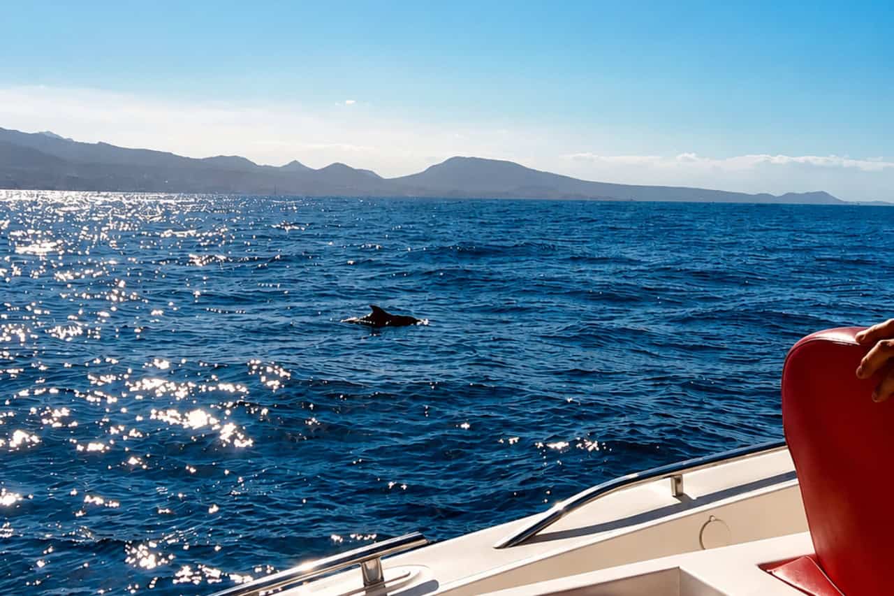 Pilot whale seen from the red seating area during a private Opera 60 boat trip in Tenerife.