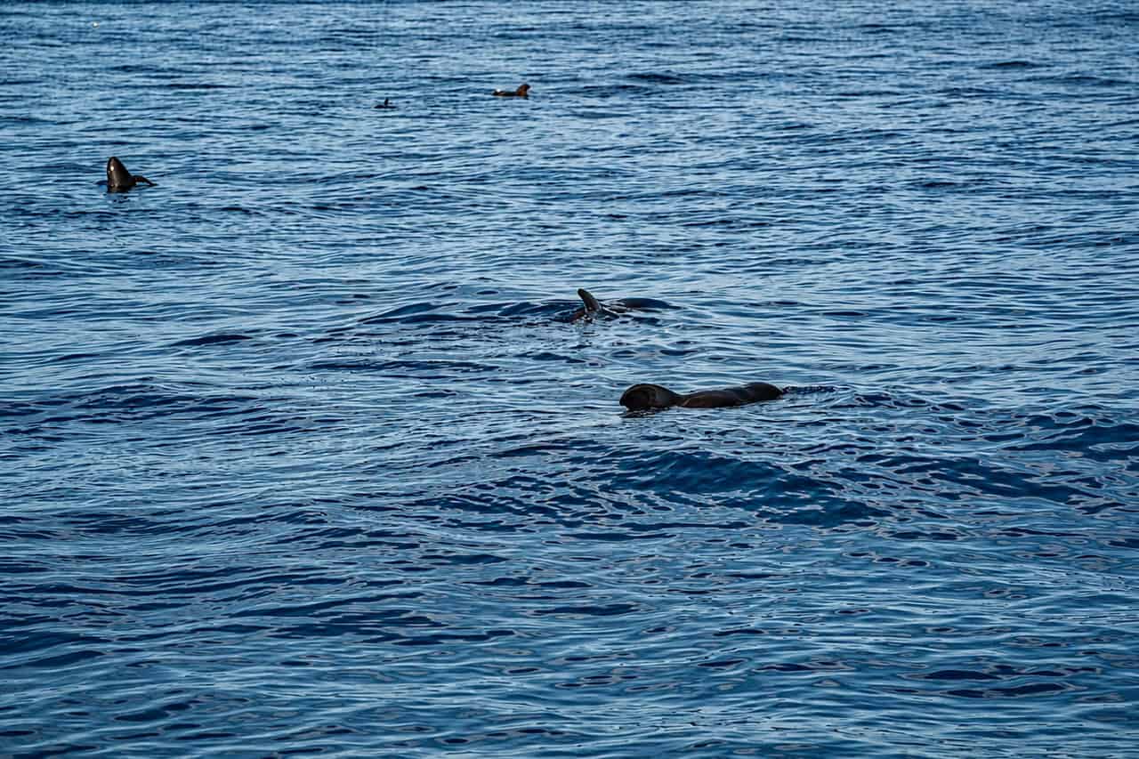 Pilot whales surfacing in the Atlantic Ocean during an Atlantic Star private whale and dolphin-watching boat charter in Tenerife.
