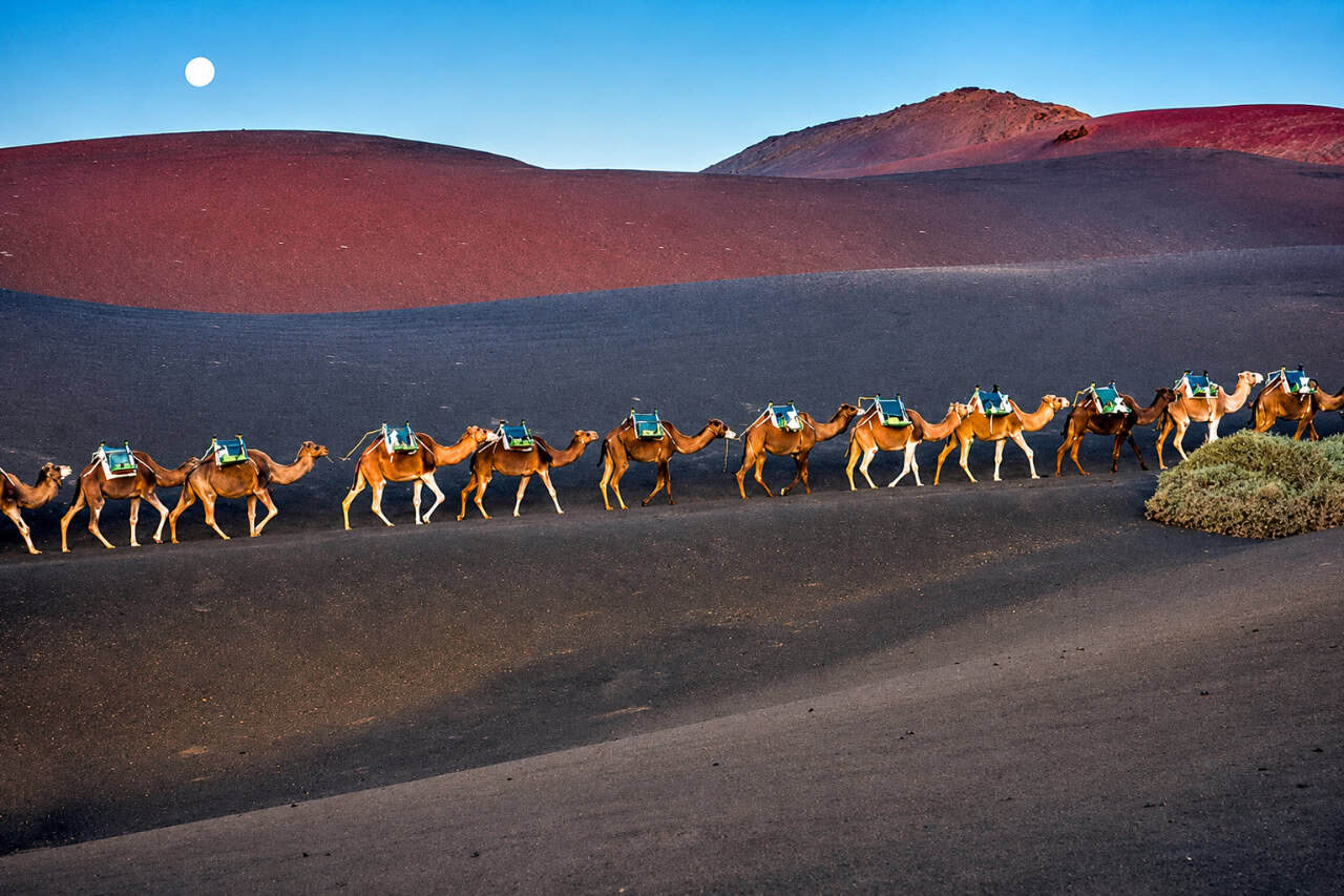Caravan of camels crossing the volcanic landscape near Timanfaya National Park in Lanzarote.