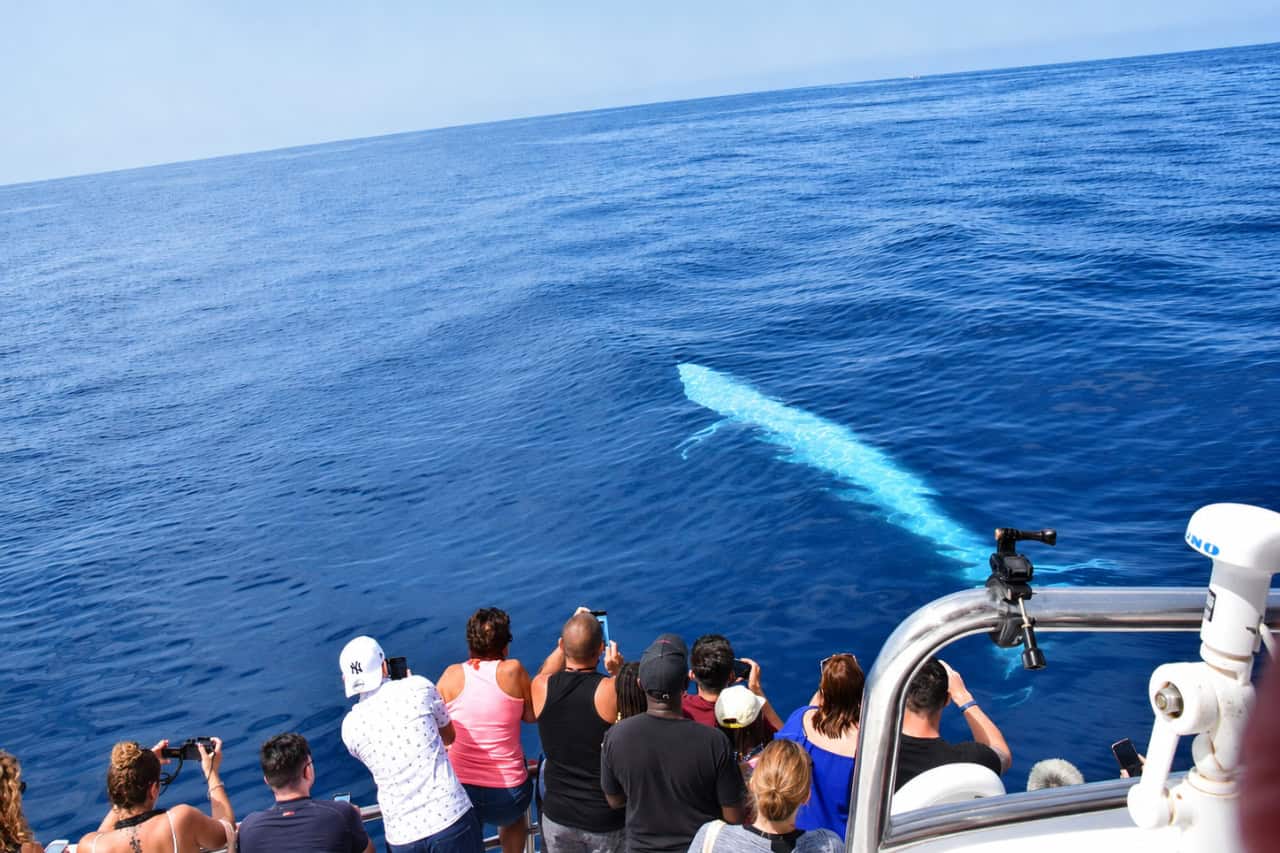 A whale surfacing and blowing on the calm ocean while guests look on, during dolphin and whale watching in Gran Canaria.