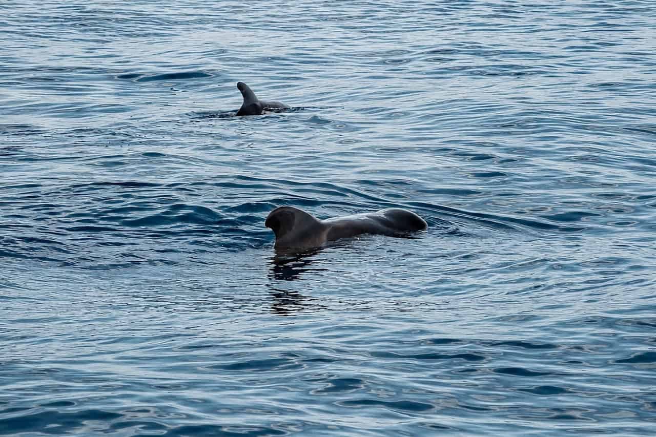 Pilot whales surfacing beside the Atlantic Star during a small-group whale-watching experience off the south coast of Tenerife.