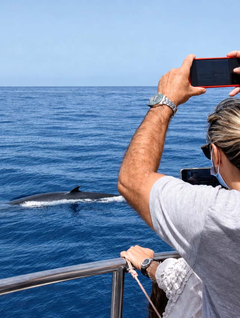 A whale surfacing beside the boat as a guest films it on a phone, on a whale watching trip in Gran Canaria.