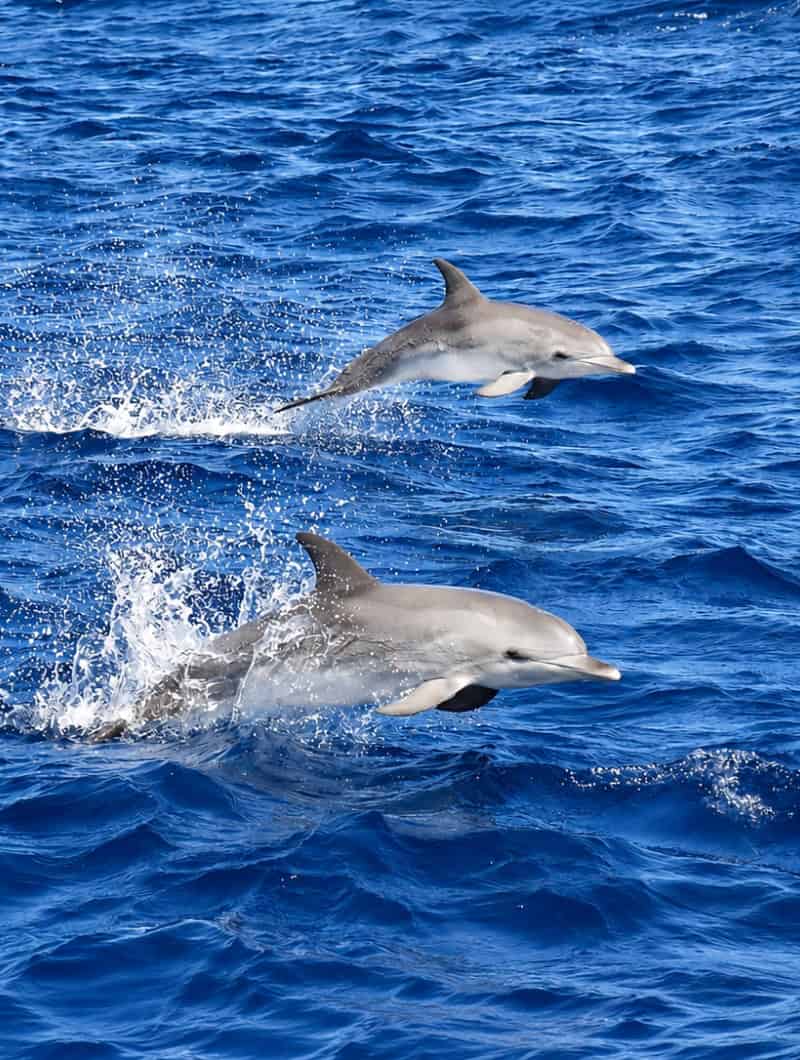 Two wild dolphins leaping clear of the blue water side by side, on a dolphin watching trip in Gran Canaria.