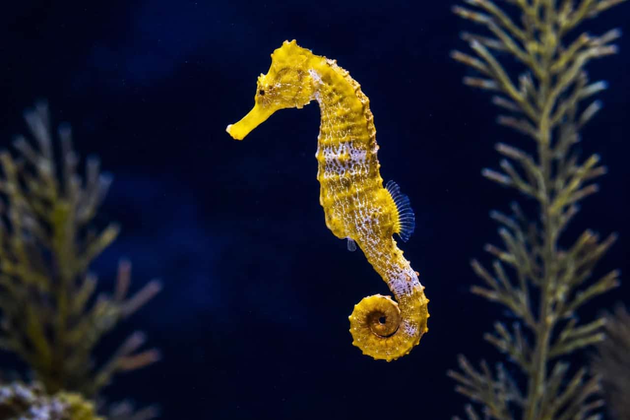 Yellow seahorse swimming among underwater plants in an aquarium in Gran Canaria.