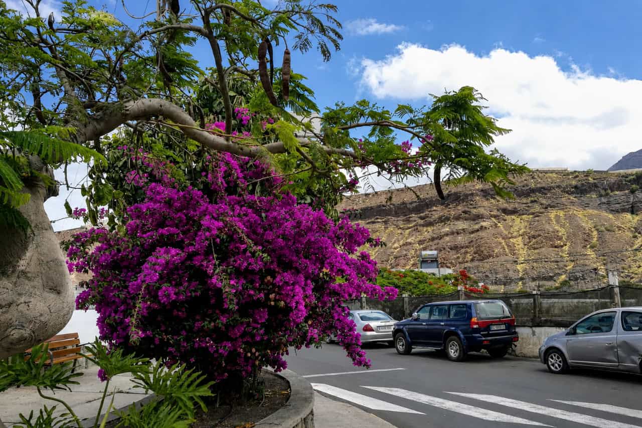 Bougainvillea along a quiet street in La Aldea de San Nicolas