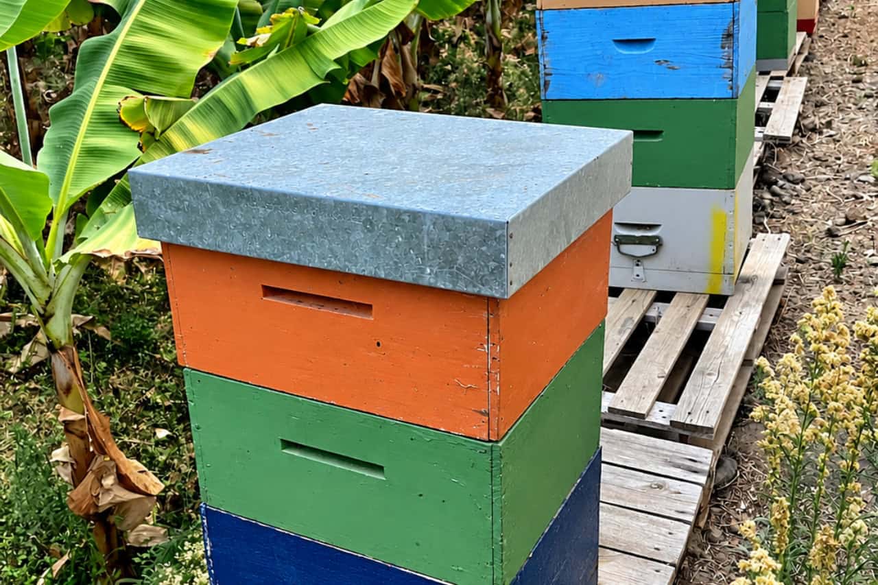 Colourful beehives among banana plants at the eco banana plantation in La Orotava, Tenerife