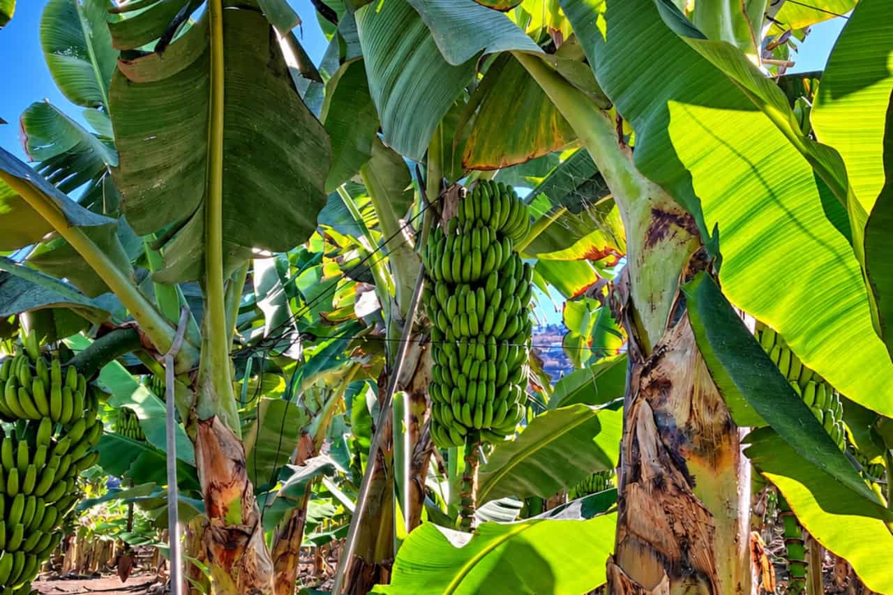 Large bunches of green bananas growing under the leaves at the eco farm near Puerto de la Cruz