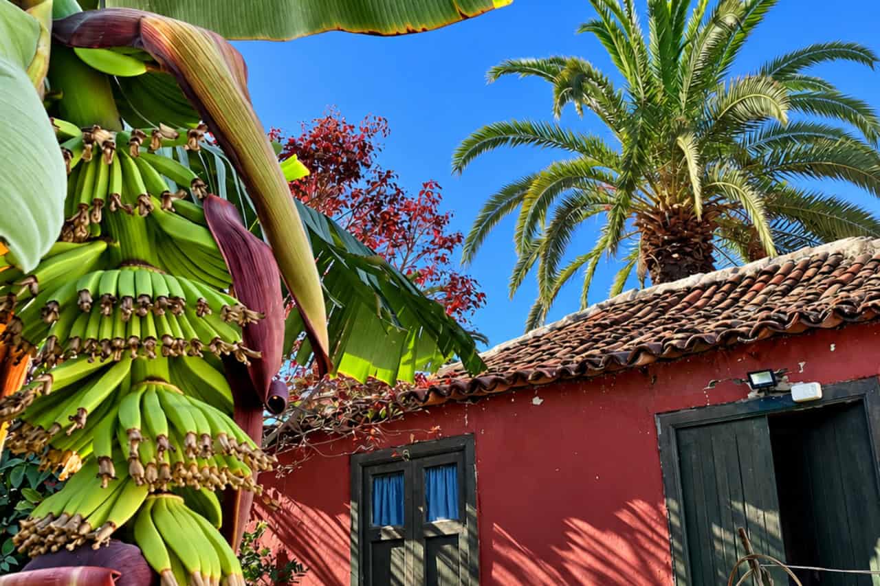 Green banana bunch growing beside a traditional red Canarian building surrounded by tropical plants at the banana plantation near Puerto de la Cruz, Tenerife.