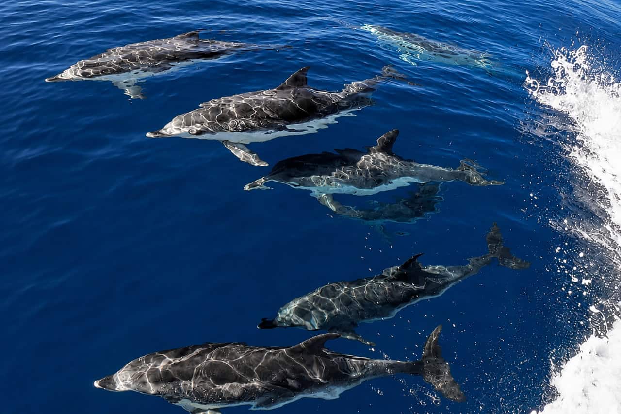 Wild dolphins swimming beside the Blue M off Gran Canaria