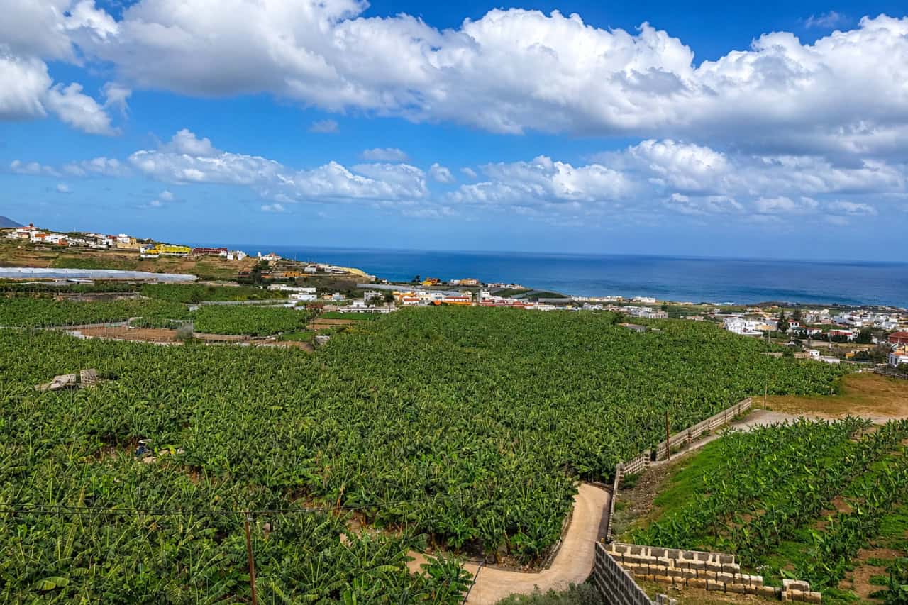 Lush banana plantation stretching toward Gran Canaria’s Atlantic coastline, with hillside villages and the ocean visible in the distance.