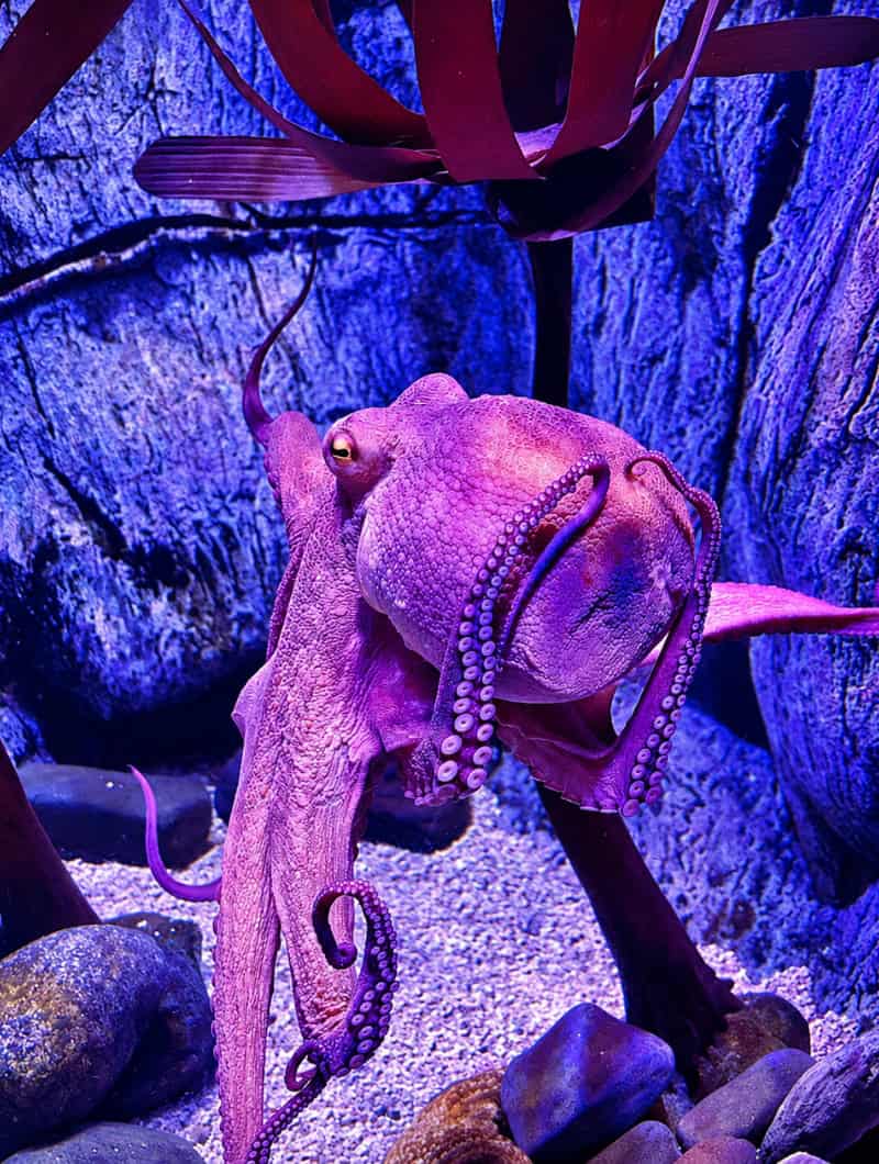 A purple common octopus moving across rocks in a tank at the Poema del Mar aquarium in Las Palmas, Gran Canaria