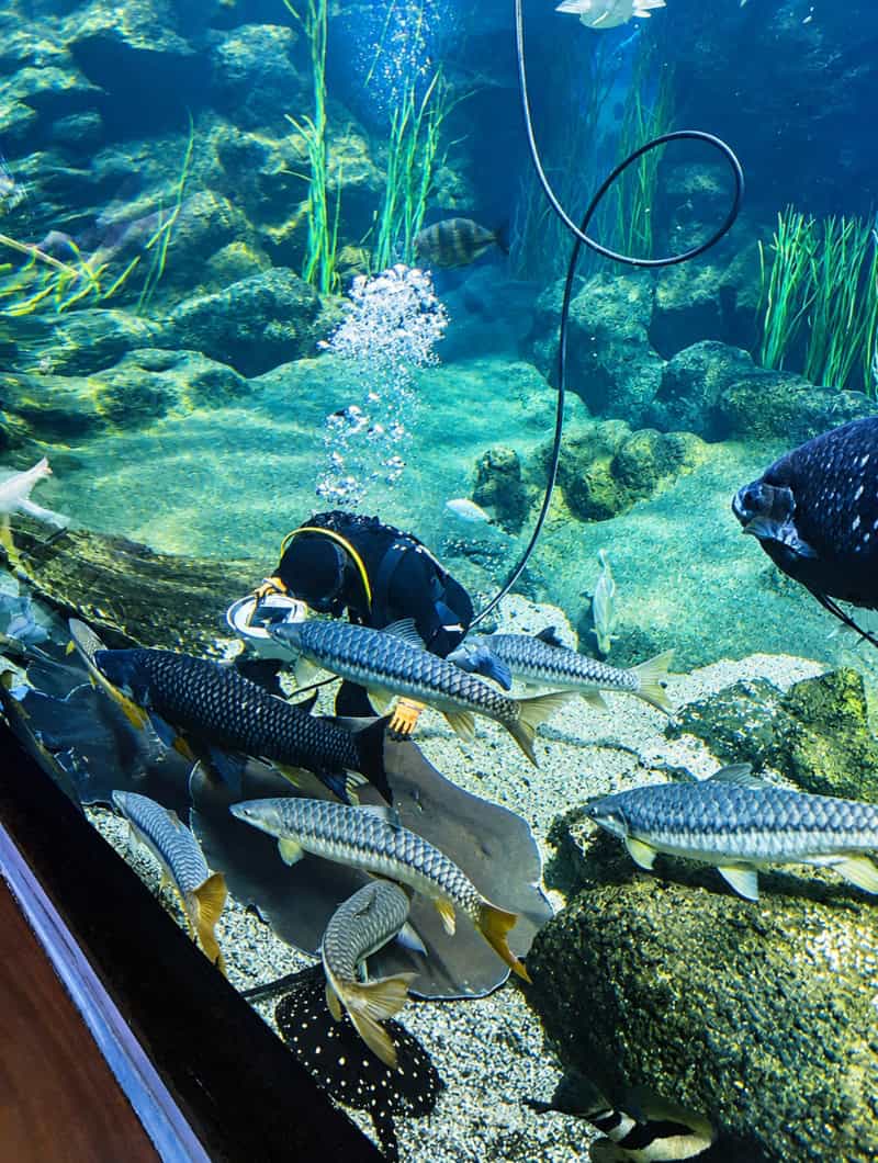 A diver feeding fish and a spotted ray inside a large tank at the Poema del Mar aquarium in Las Palmas