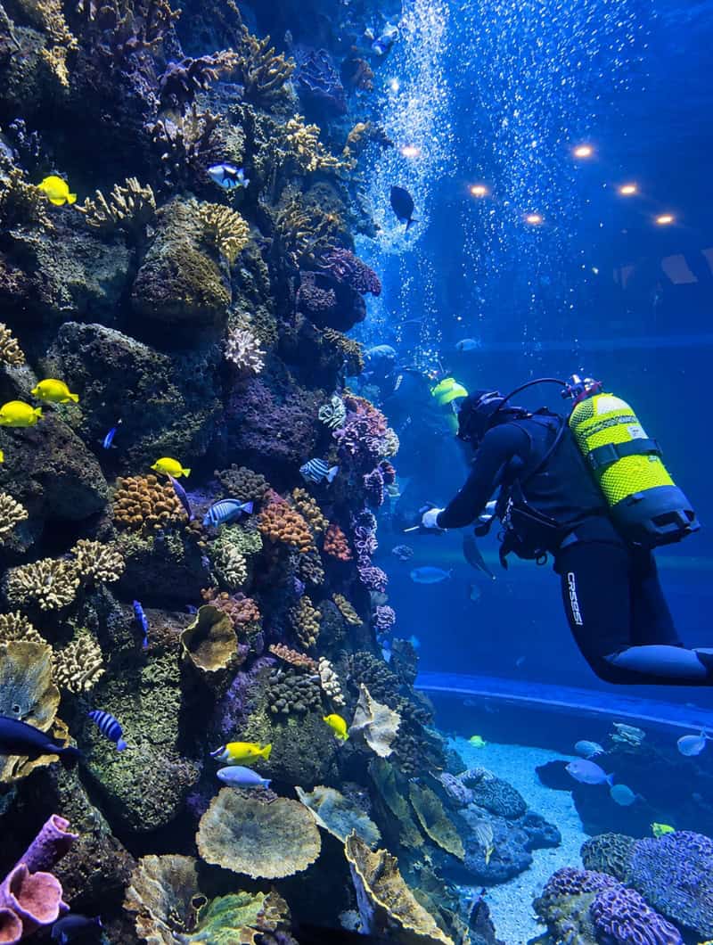 A scuba diver cleaning the coral reef tank at Poema del Mar aquarium, seen on a coach day trip from south Gran Canaria