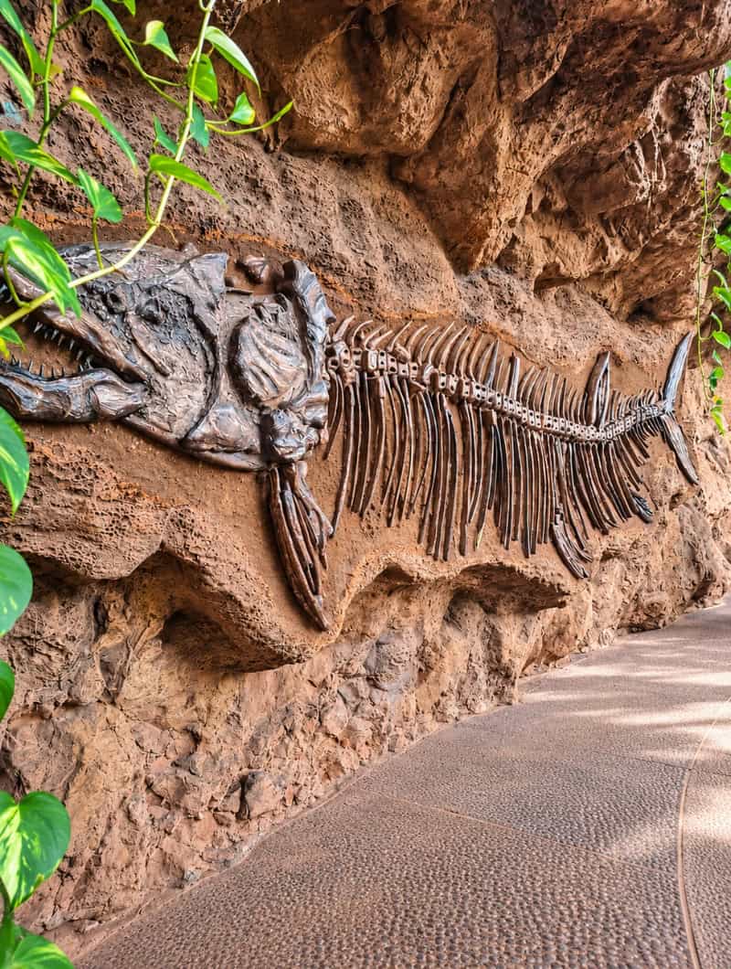 A Dunkleosteus fossil skeleton mounted on a rock wall in the jungle section of Poema del Mar aquarium, Gran Canaria
