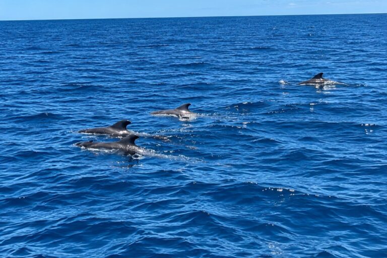 Pikkuvalaset nousevat esiin veneen vieressä Whales and Stars -paketin aikaan Teneriffalla