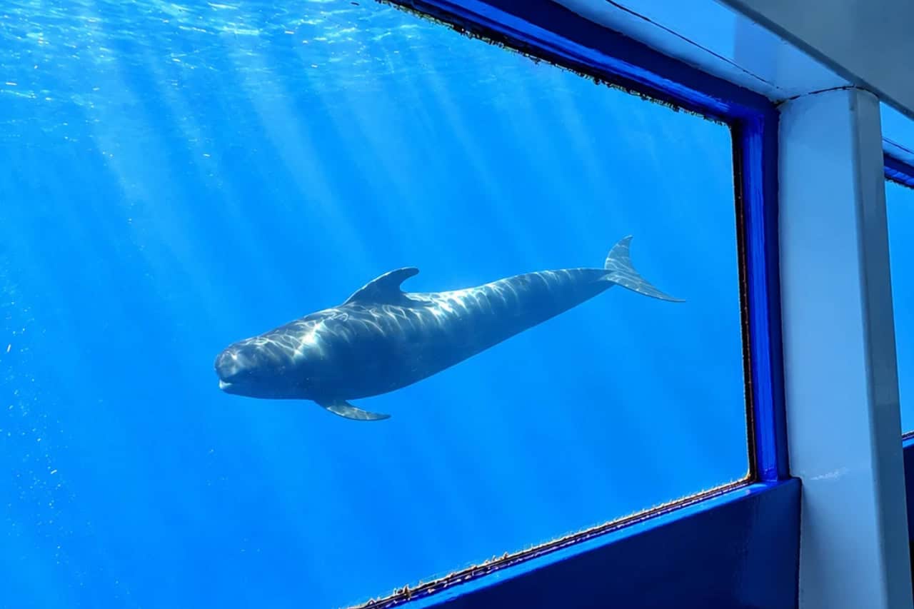 Walvis zwemmen naast de onderwaterramen van het Royal Delfin