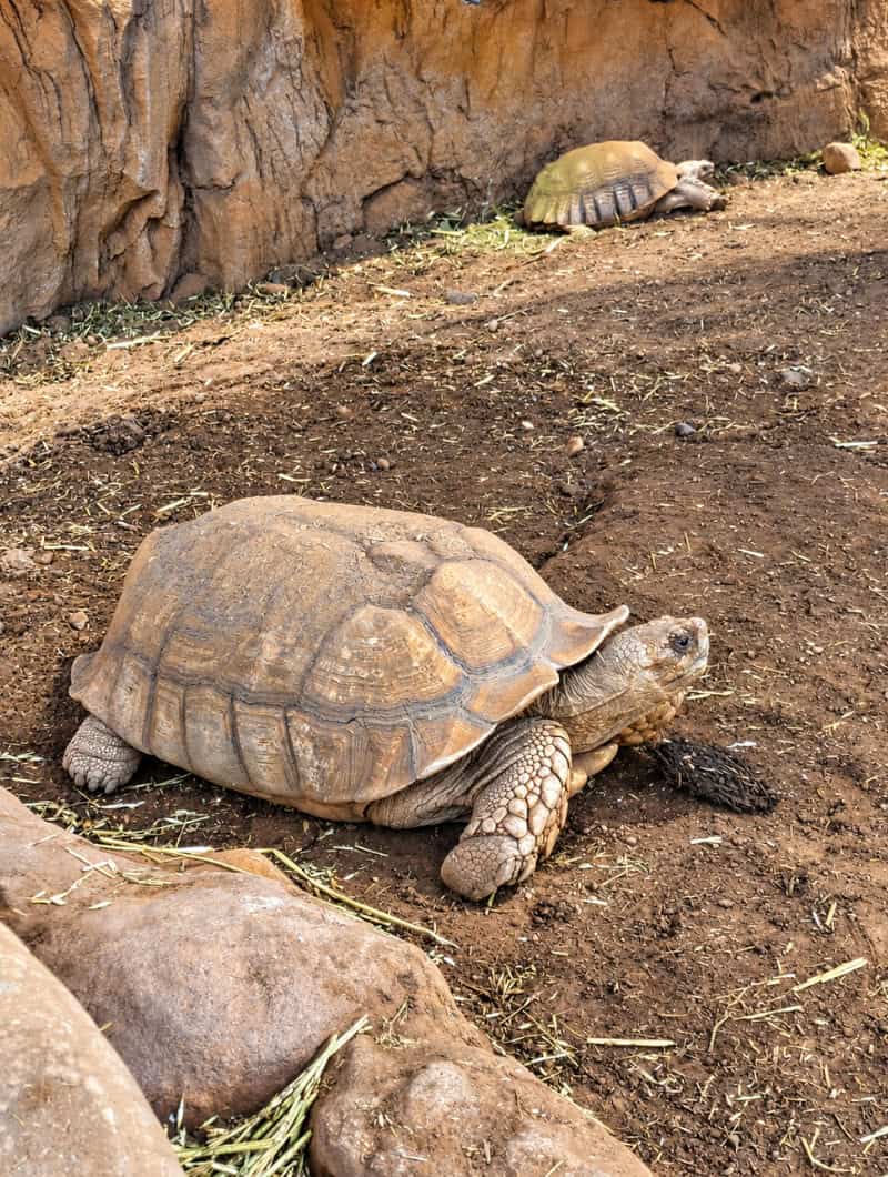 Two tortoises resting on sandy ground in the jungle section of the Poema del Mar aquarium in Gran Canaria
