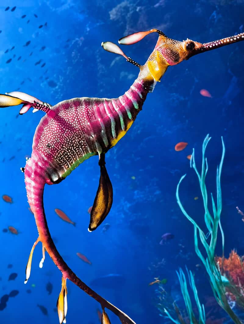 A pink and yellow weedy sea dragon swimming among seaweed at the aquarium in Gran Canaria