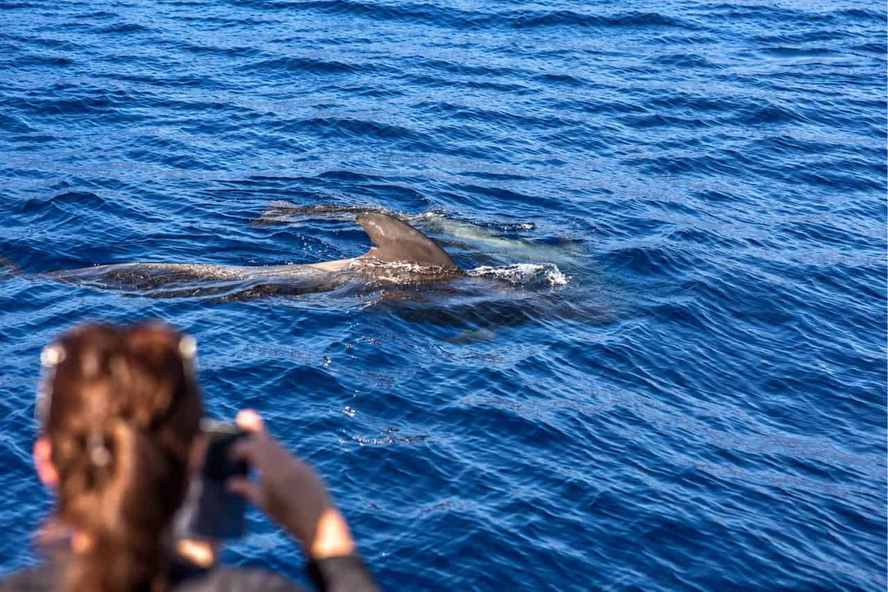 Gasten die walvissen spotten vanaf het dek van het Royal Delfin bij Tenerife
